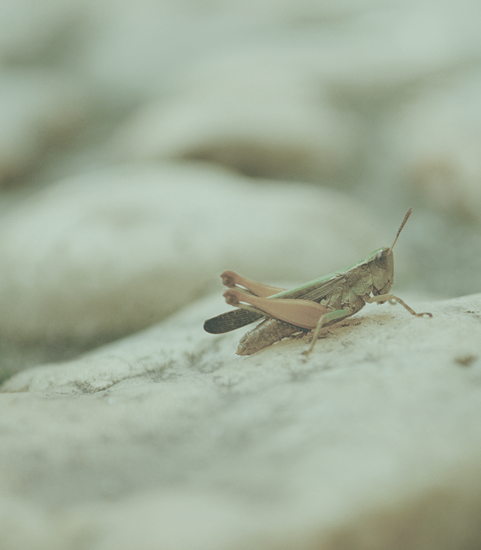 What to Do When You’re Creating Content to the Tune of Crickets