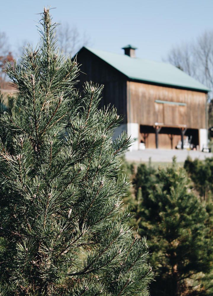 Blogger couple Allyn Lewis and Shaun Novak share their tips for heading to a christmas tree farm and cutting down your own tree.