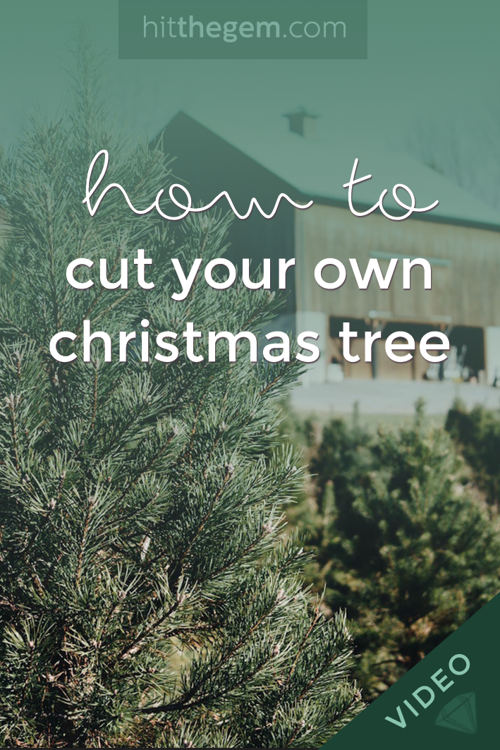 Blogger couple Allyn Lewis and Shaun Novak share their tips for heading to a christmas tree farm and cutting down your own tree.