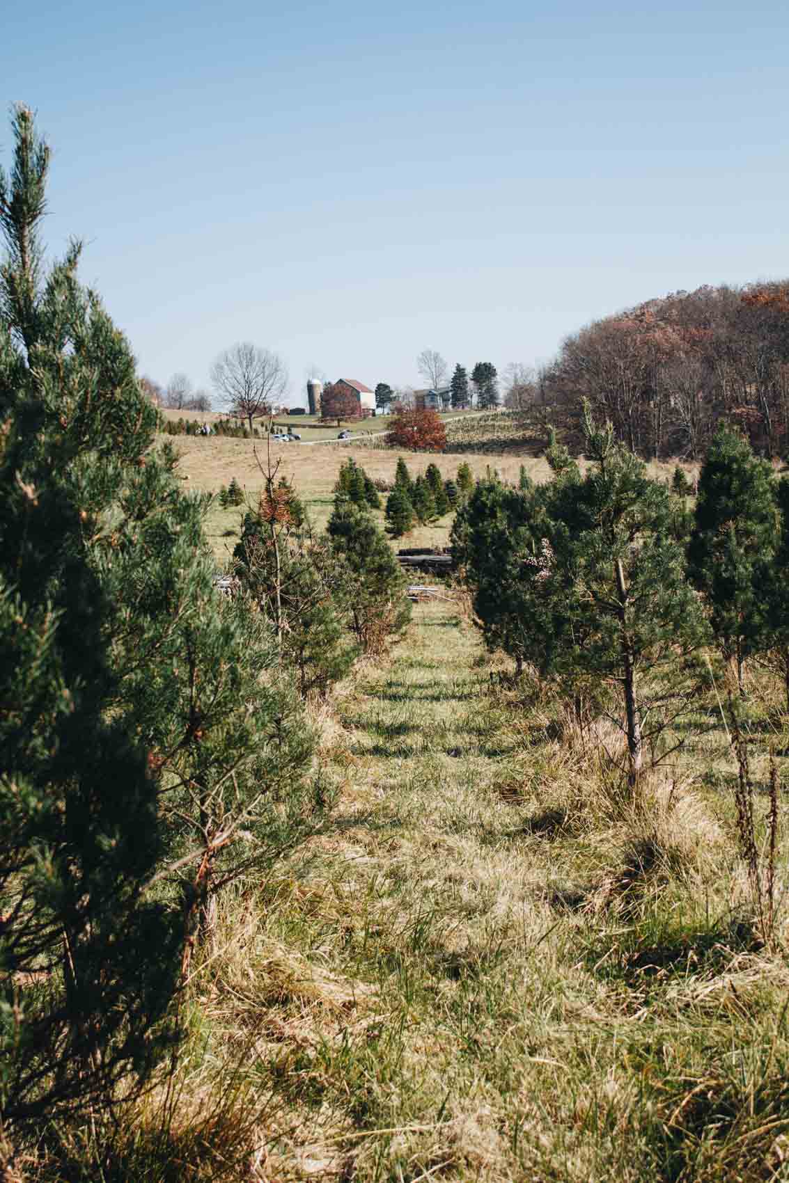 A trip to the Christmas Tree farm | Pittsburgh, PA