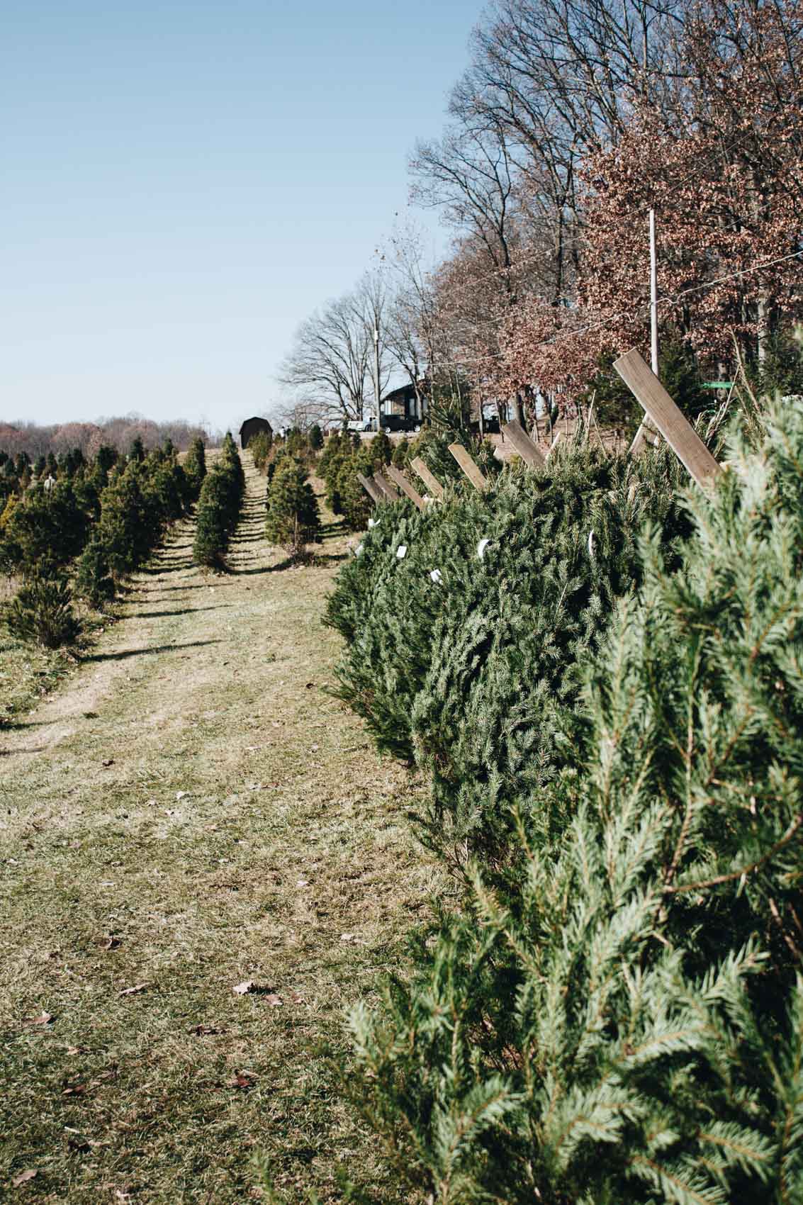 A trip to the Christmas Tree farm
