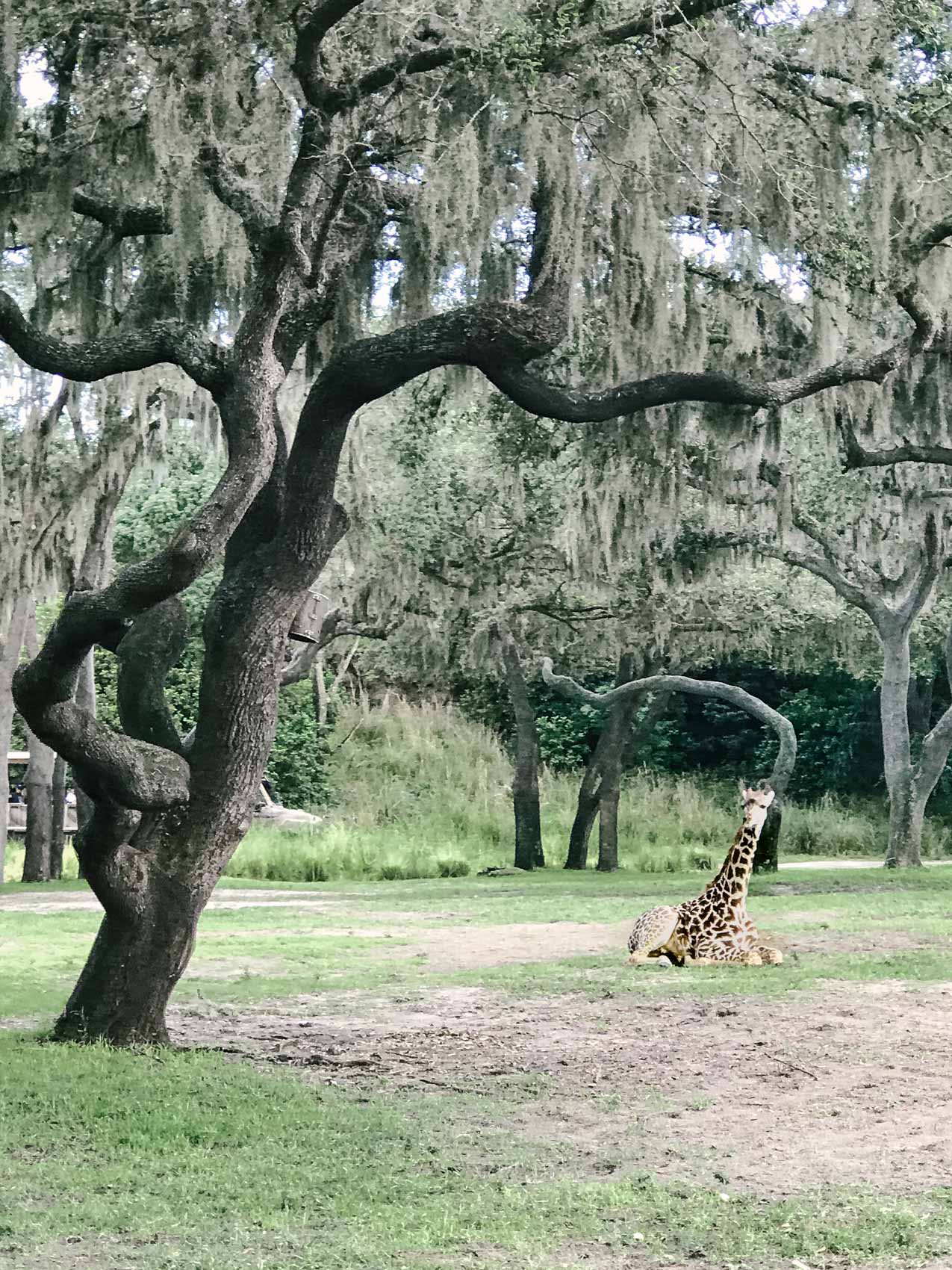 Disney is a one-of-a-kind place, but it can be an overwhelming experience if you're not properly prepared. Whether you're looking to enjoy the magic yourself or with your favorite little ones, I've compiled some Disney tips for adults to help you get the most out of the most magical place on Earth!