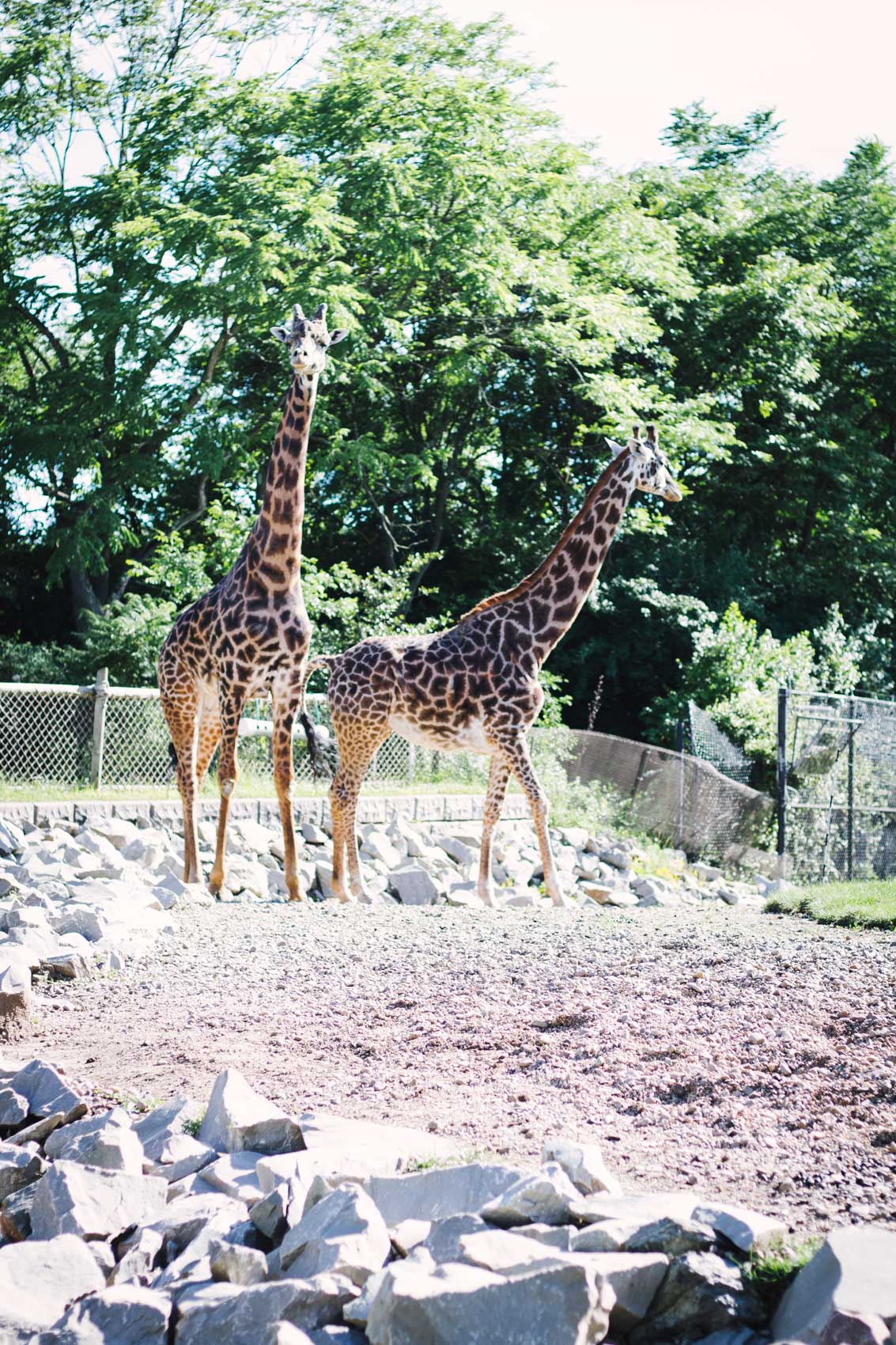 Blogging couple Allyn Lewis and Shaun Novak take you inside their day at the Pittsburgh Zoo, an essnetial summer bucket list item!