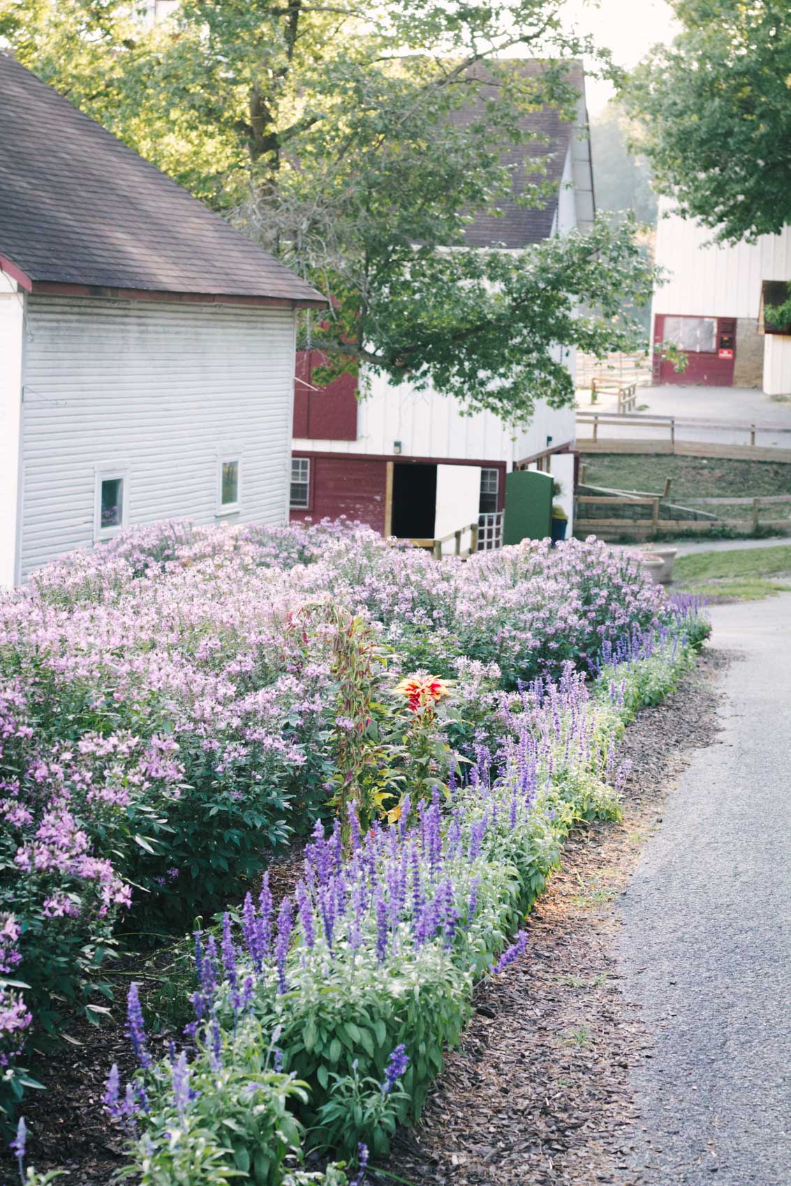 Flowers at Round Hill Park - Elizabeth, PA 