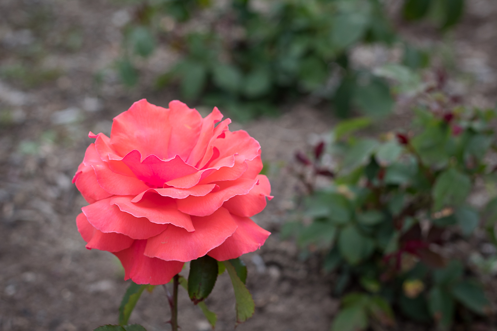 Colonial Park Rose Garden