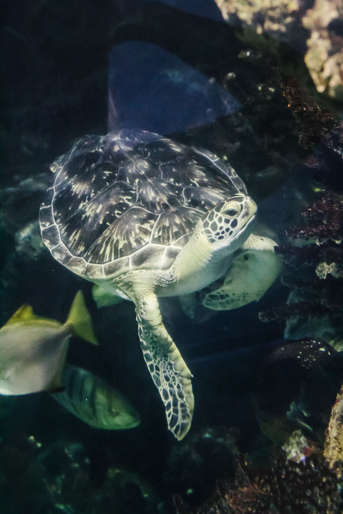 A Day at The Pittsburgh Zoo & PPG Aquarium | Sea Turtle