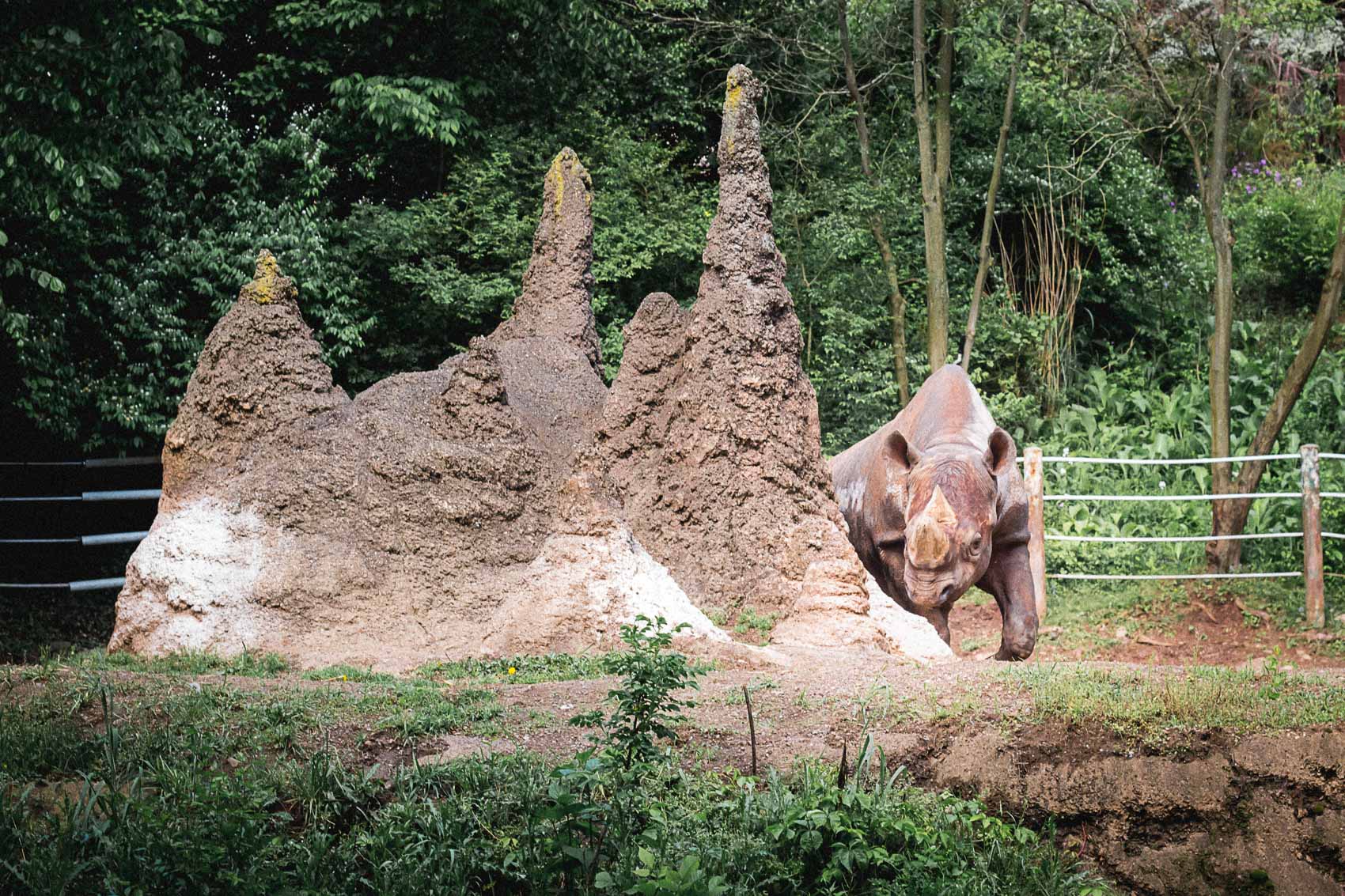 Rhino at The Pittsburgh Zoo