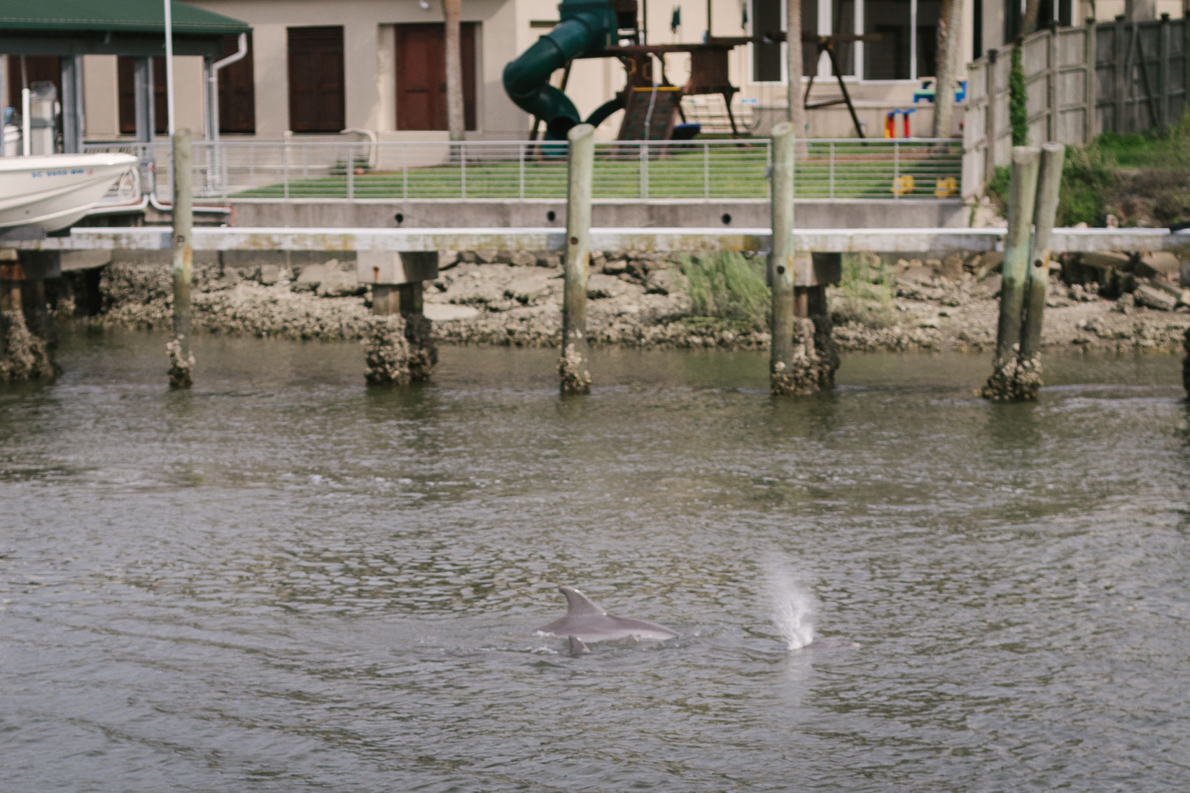 Things to Do in Mount Pleasant, SC: Dolphin Spotting at Shem Creek Park