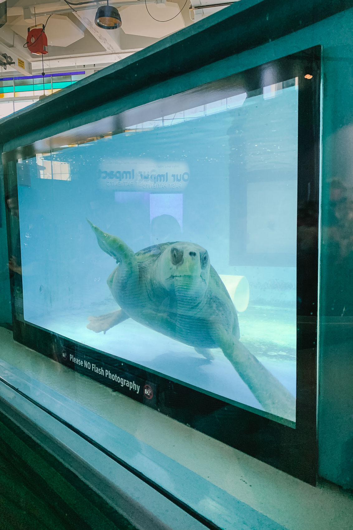 Things to do in Charleston, SC - Visit the turtles at the South Carolina Aquarium 