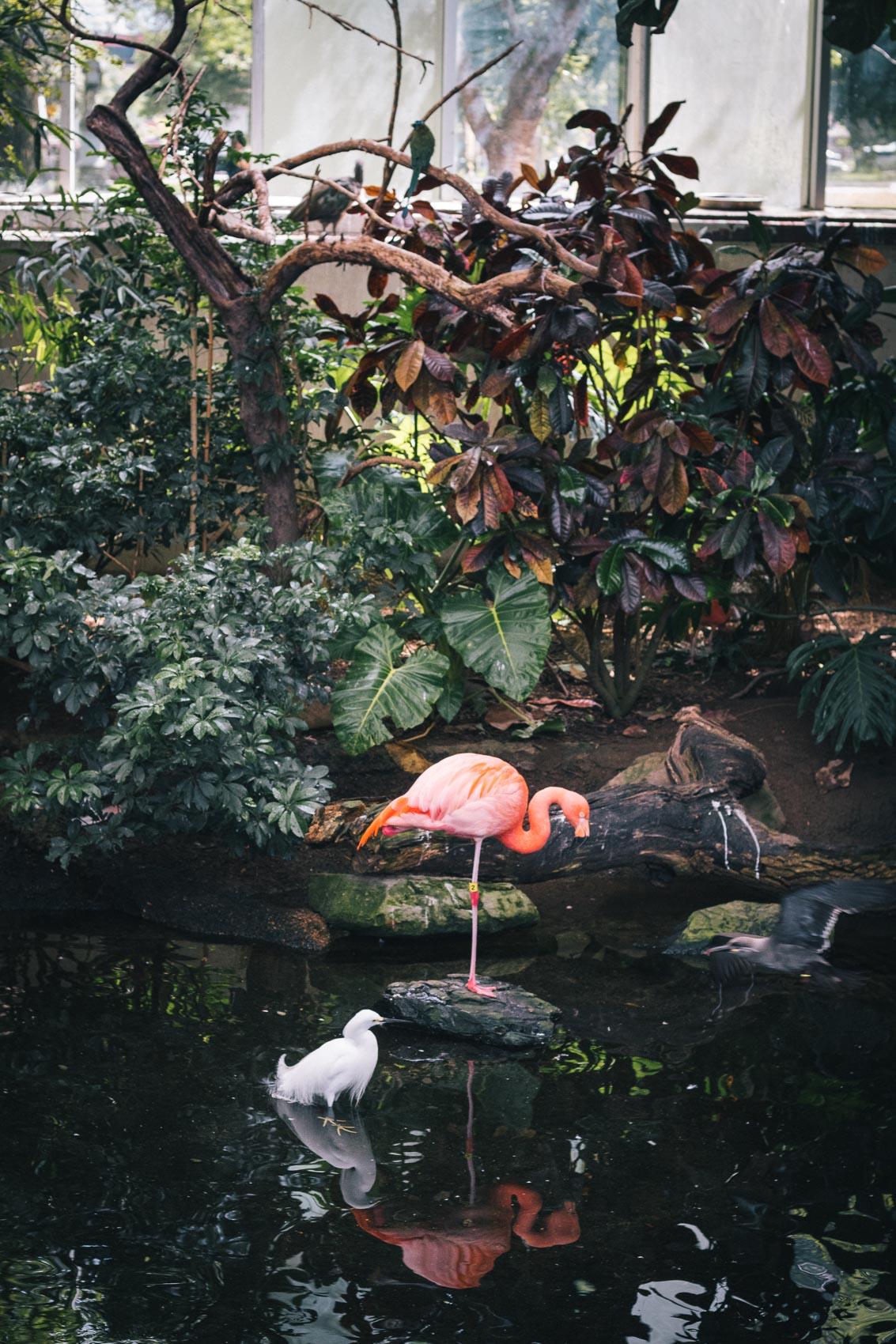 Things to do in Pittsburgh - visit the National Aviary