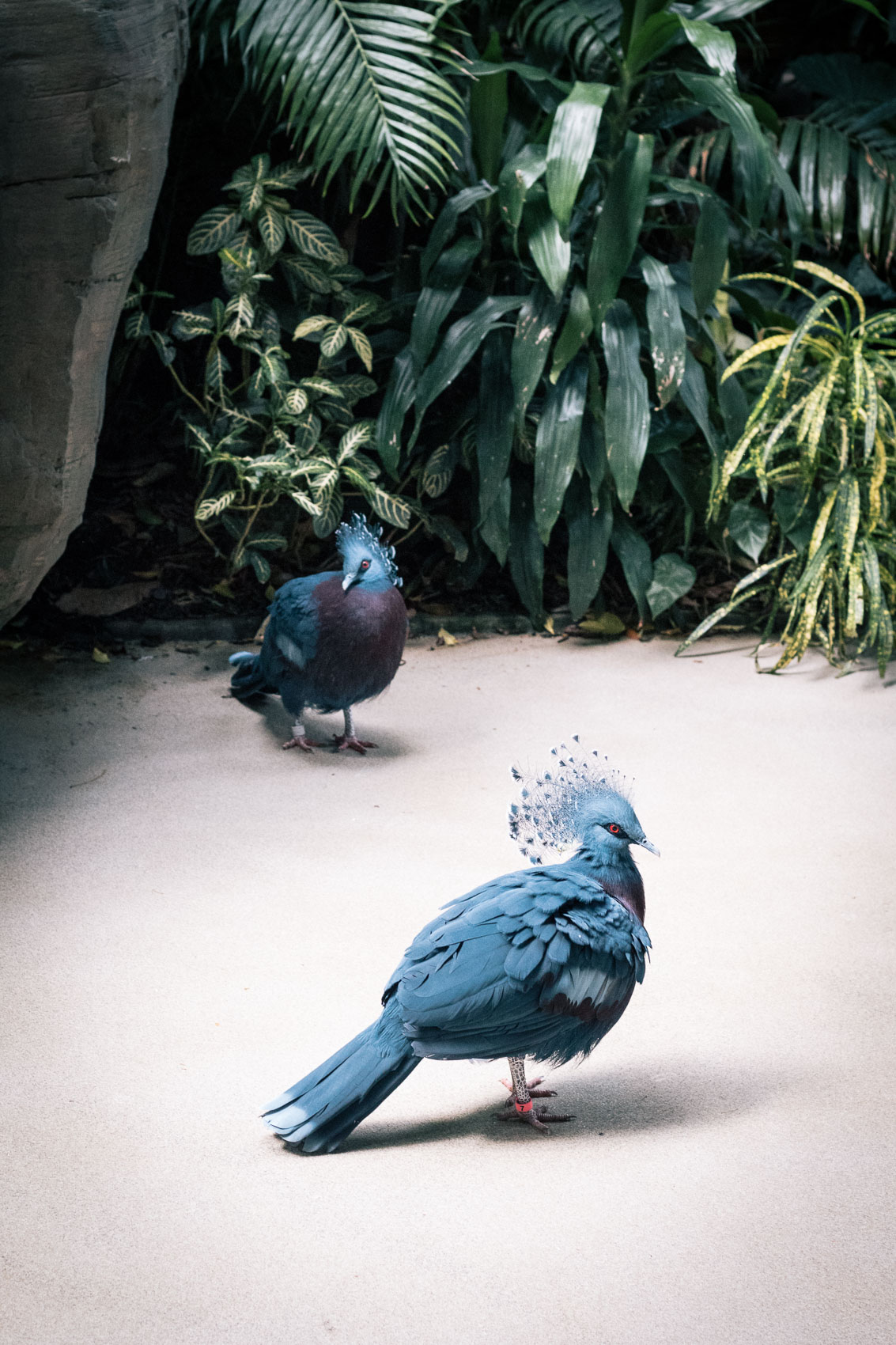 Things to do in Pittsburgh - visit the National Aviary