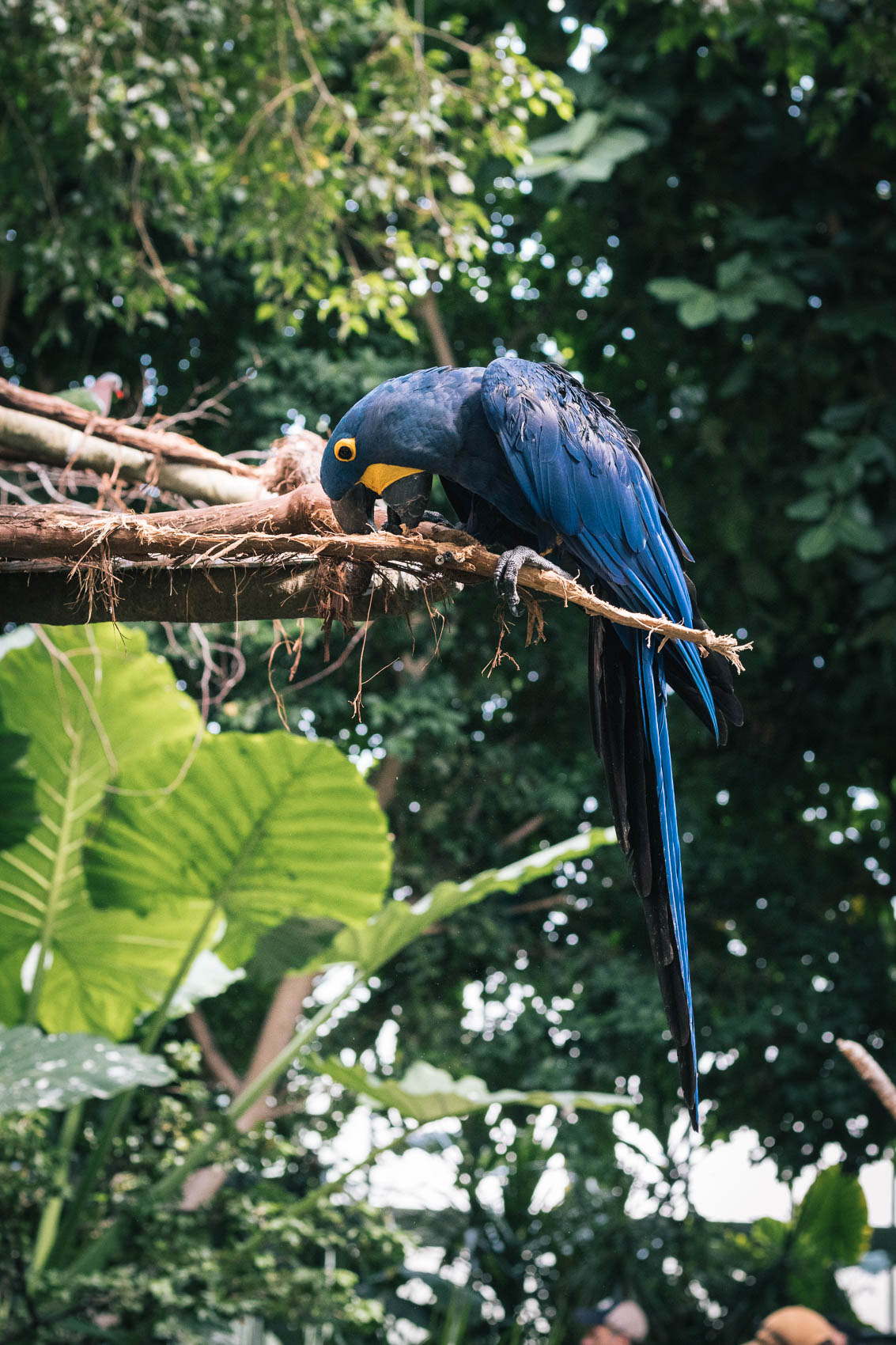 Things to do in Pittsburgh - visit the National Aviary