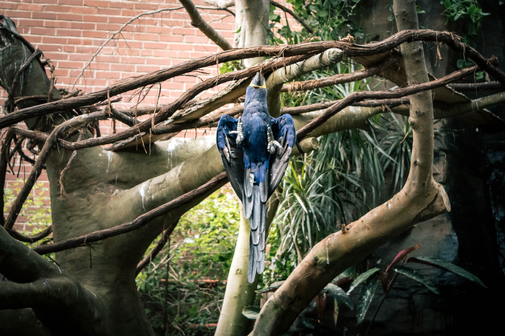 Things to do in Pittsburgh - visit the National Aviary