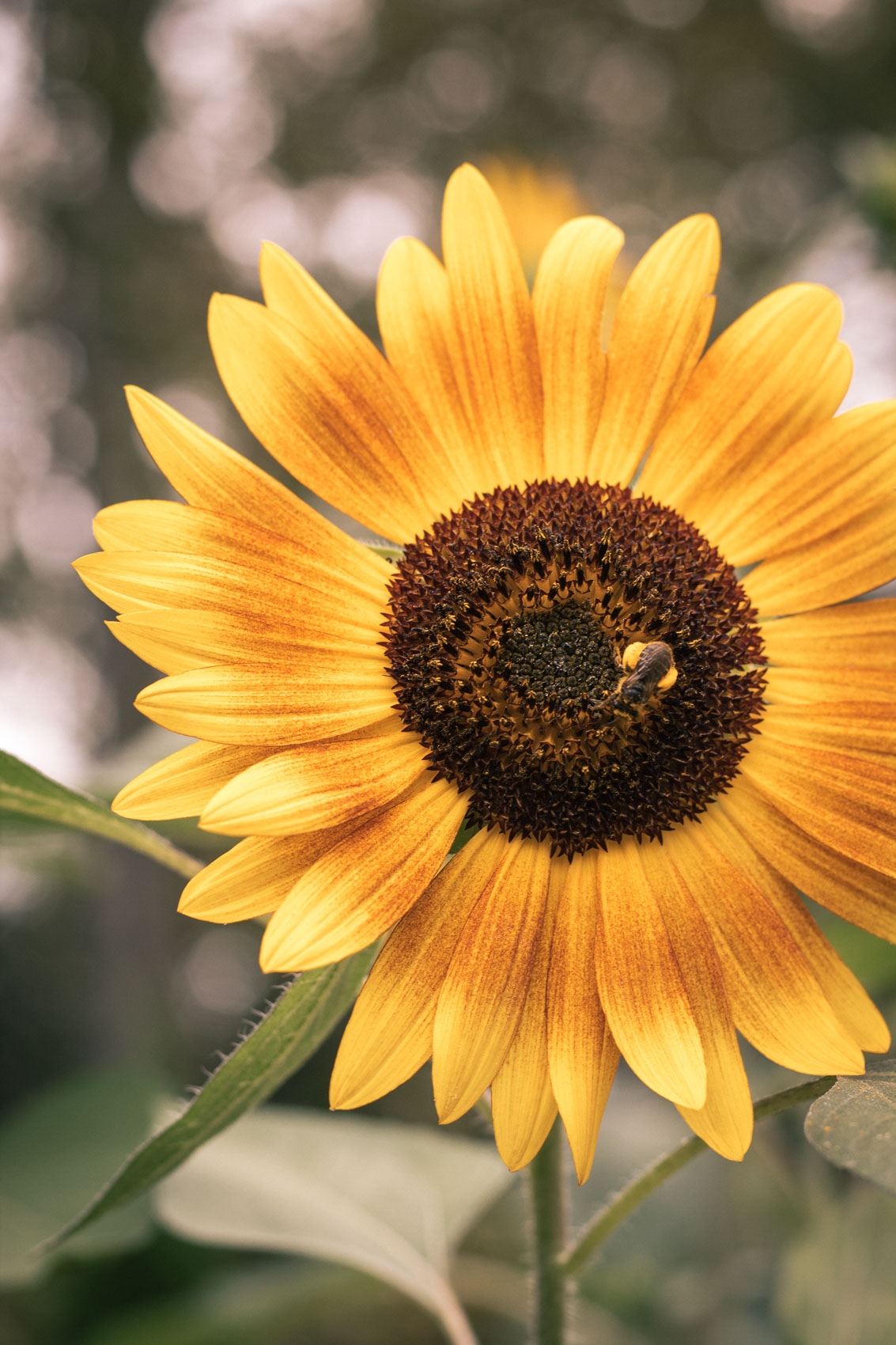 sunflower with a bee on it