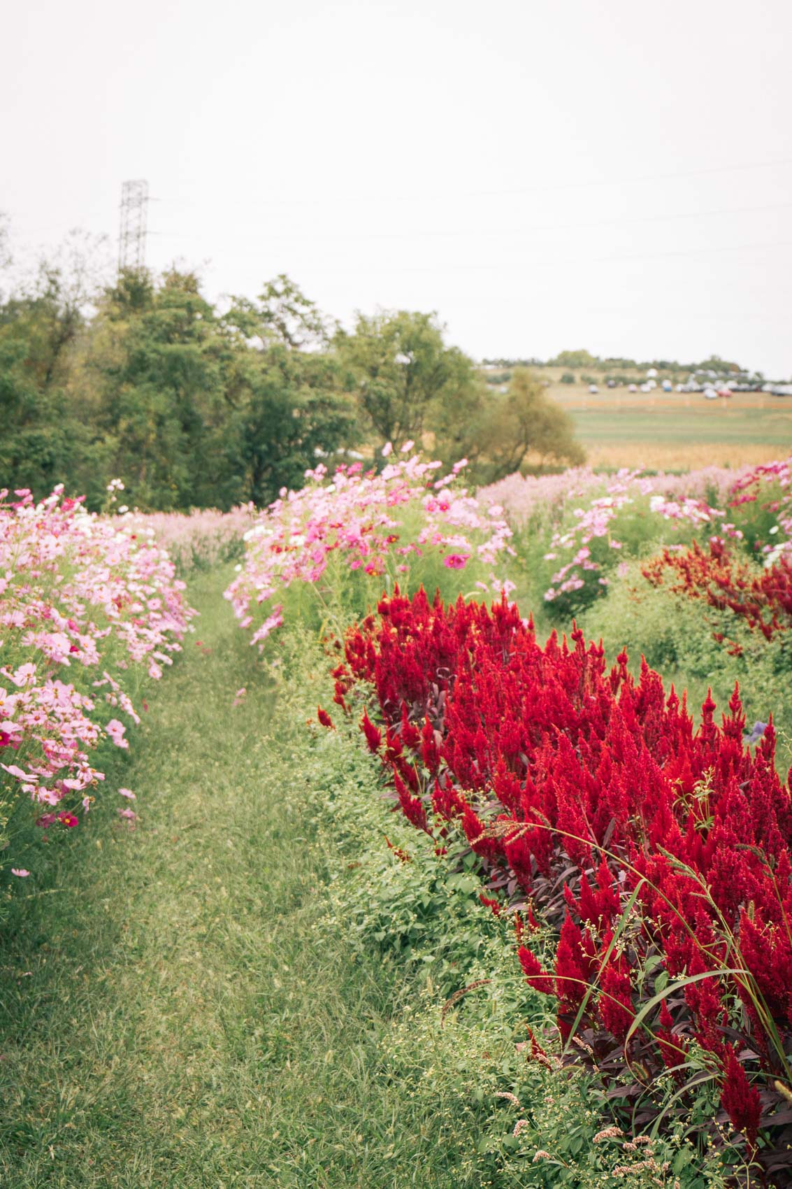 Pick your own flowers at Simmons Farm in Pittsburgh, PA