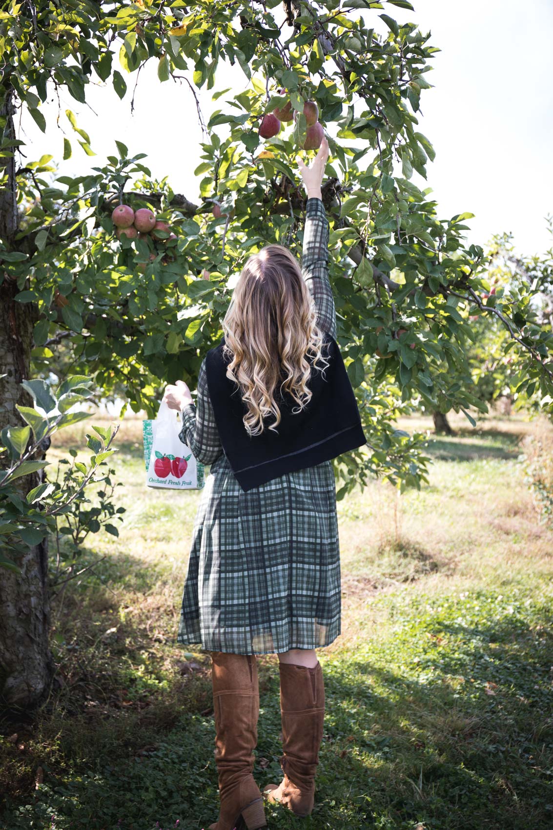 Apple picking in a plaid Gal Meets Glam Dress