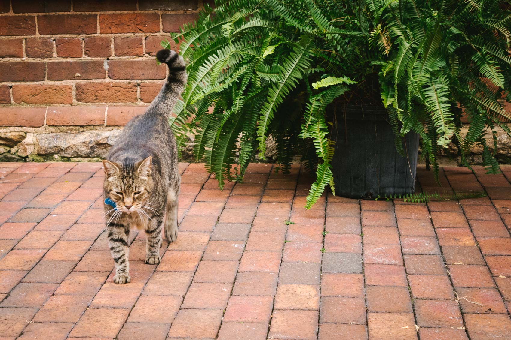The Brookstown Inn cat, Miss Sally