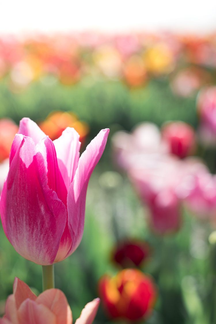 pink tulip, spring flowers, tulip farm
