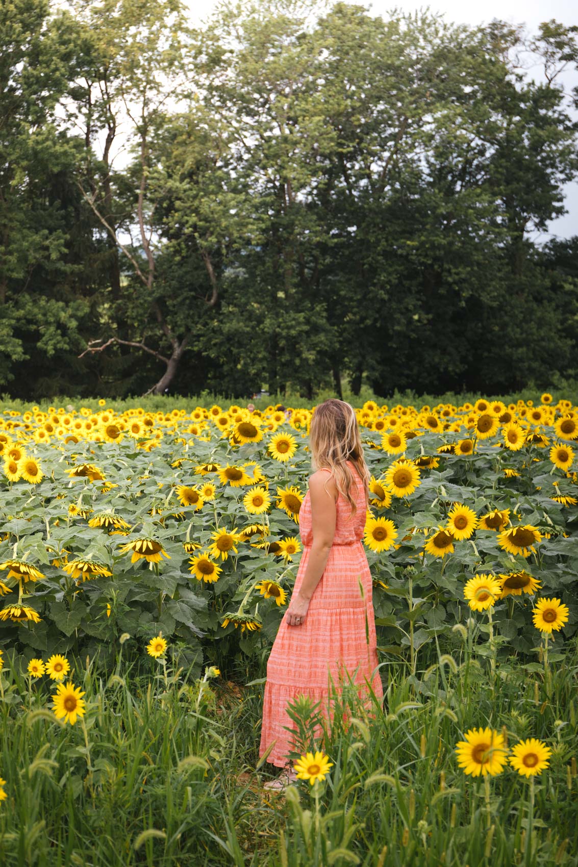 casual maxi dress outfit for sunflower field pictures | sunflower field photography ideas #flowerfield #flowfieldphotoideas