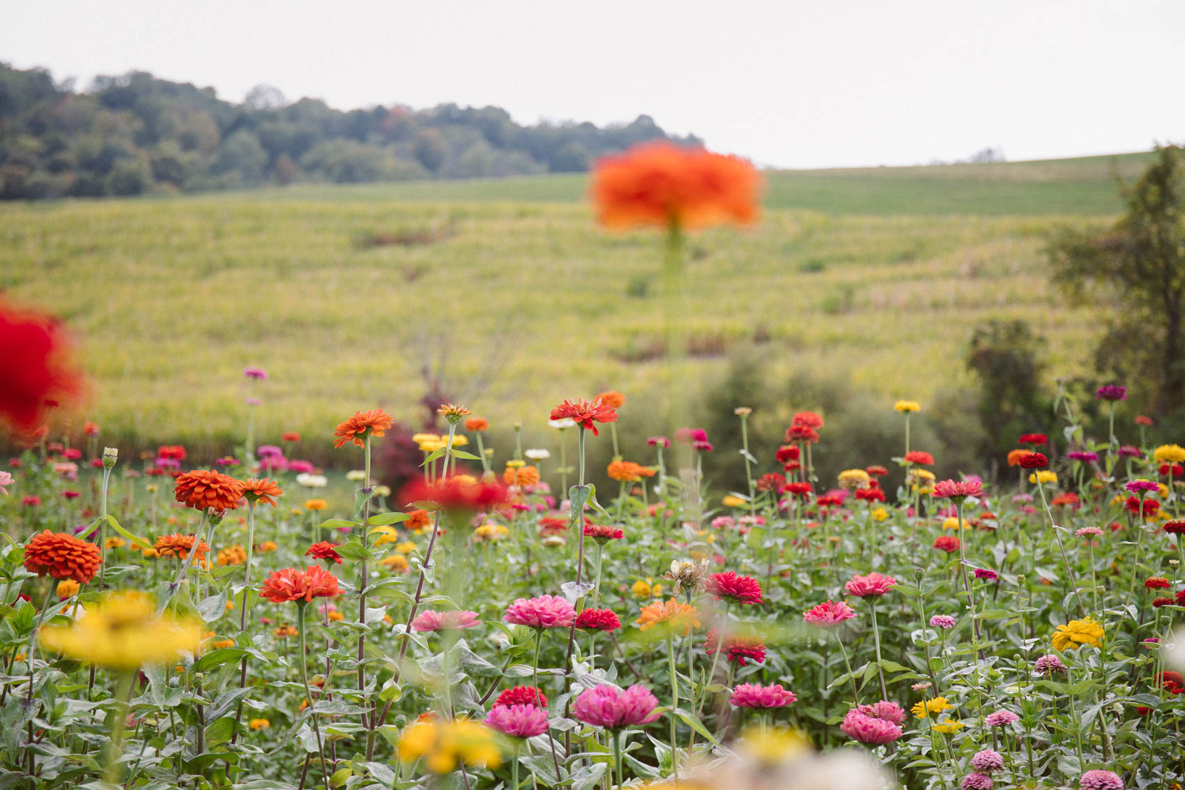 pick your own flowers in Pittsburgh at Simmons farm | flower photography fall photographer