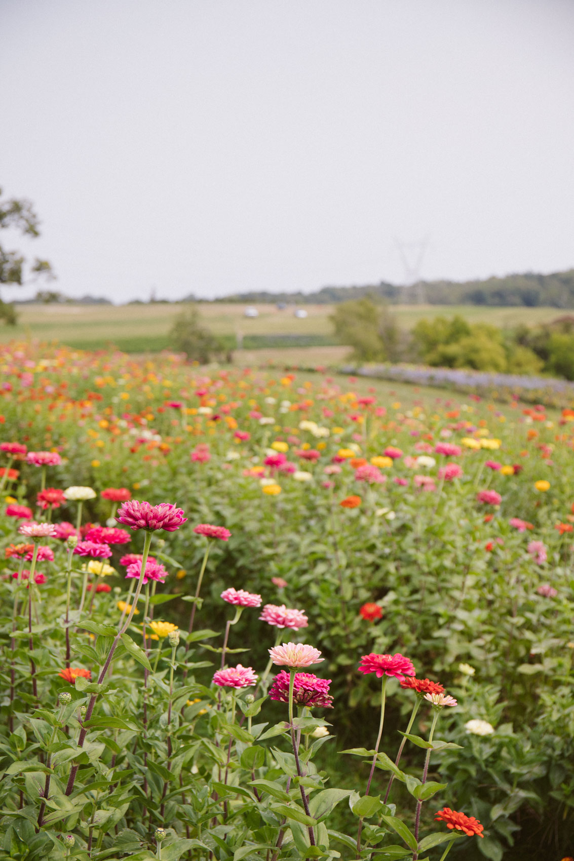 pick your own flowers in Pittsburgh at Simmons farm | flower photography fall photographer