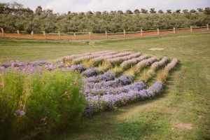 pick your own flowers in Pittsburgh at Simmons farm | flower photography fall photographer