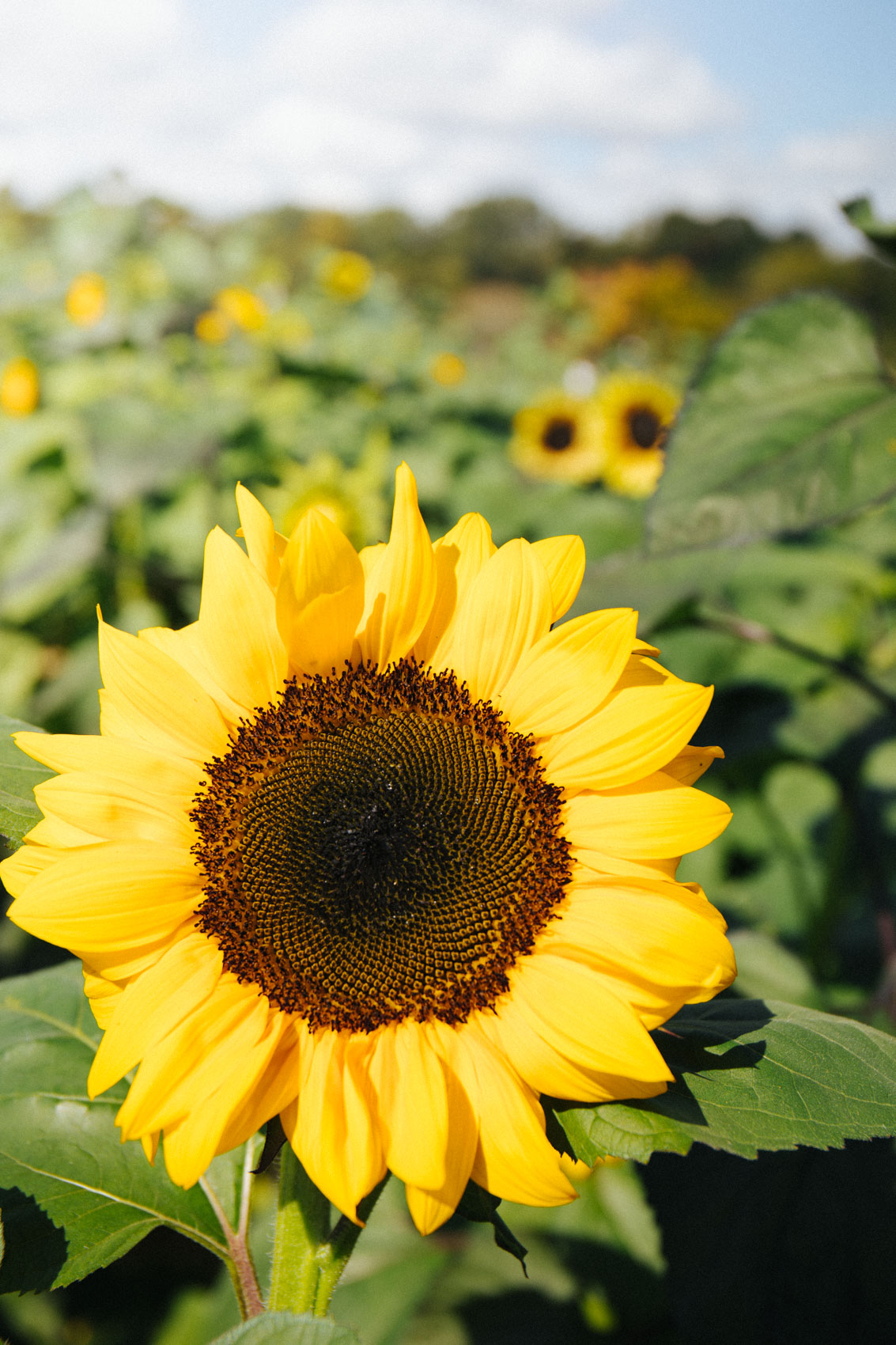 sunflower field photography | sunflower photo