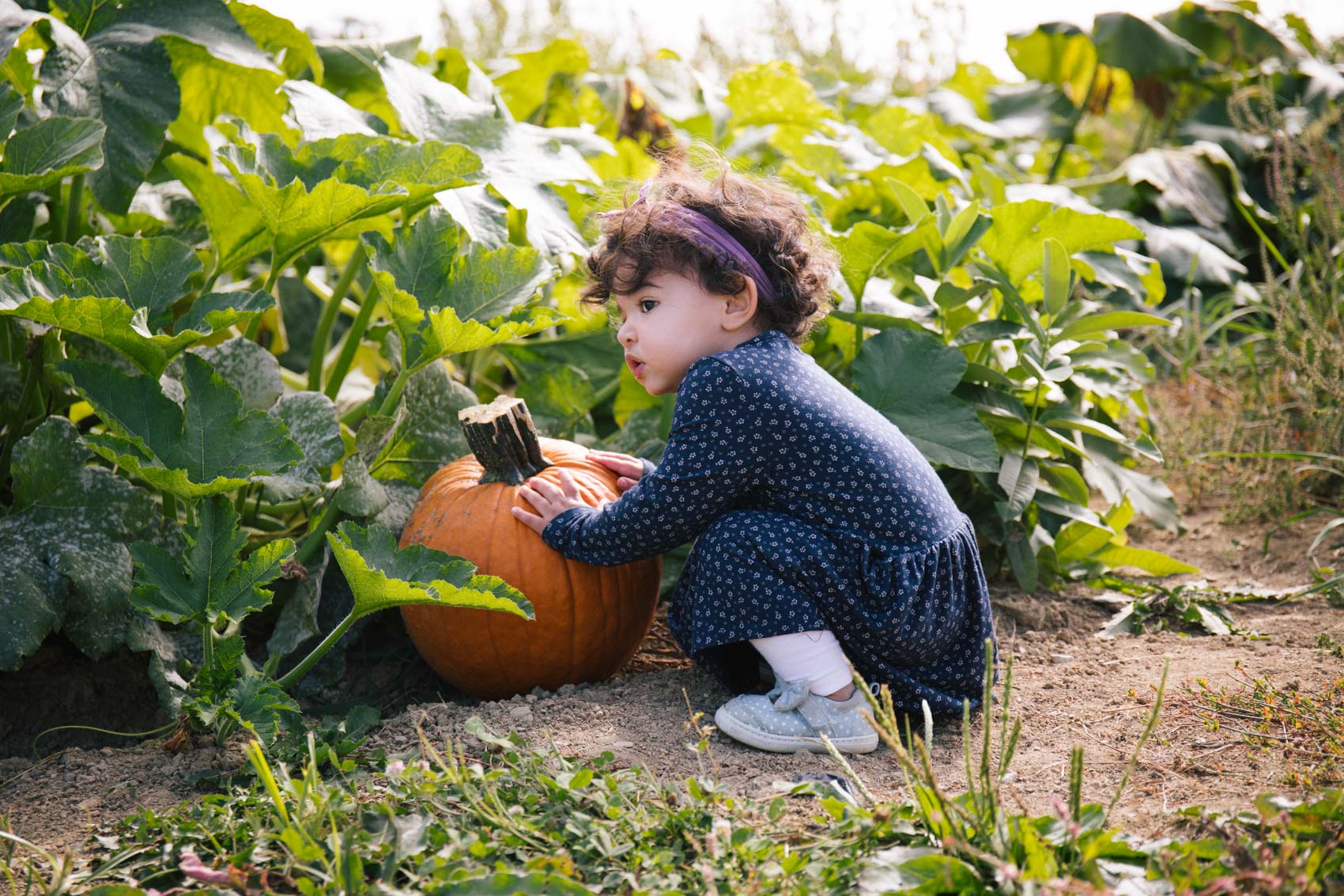 fall family photoshoot pumpkin patch photo ideas