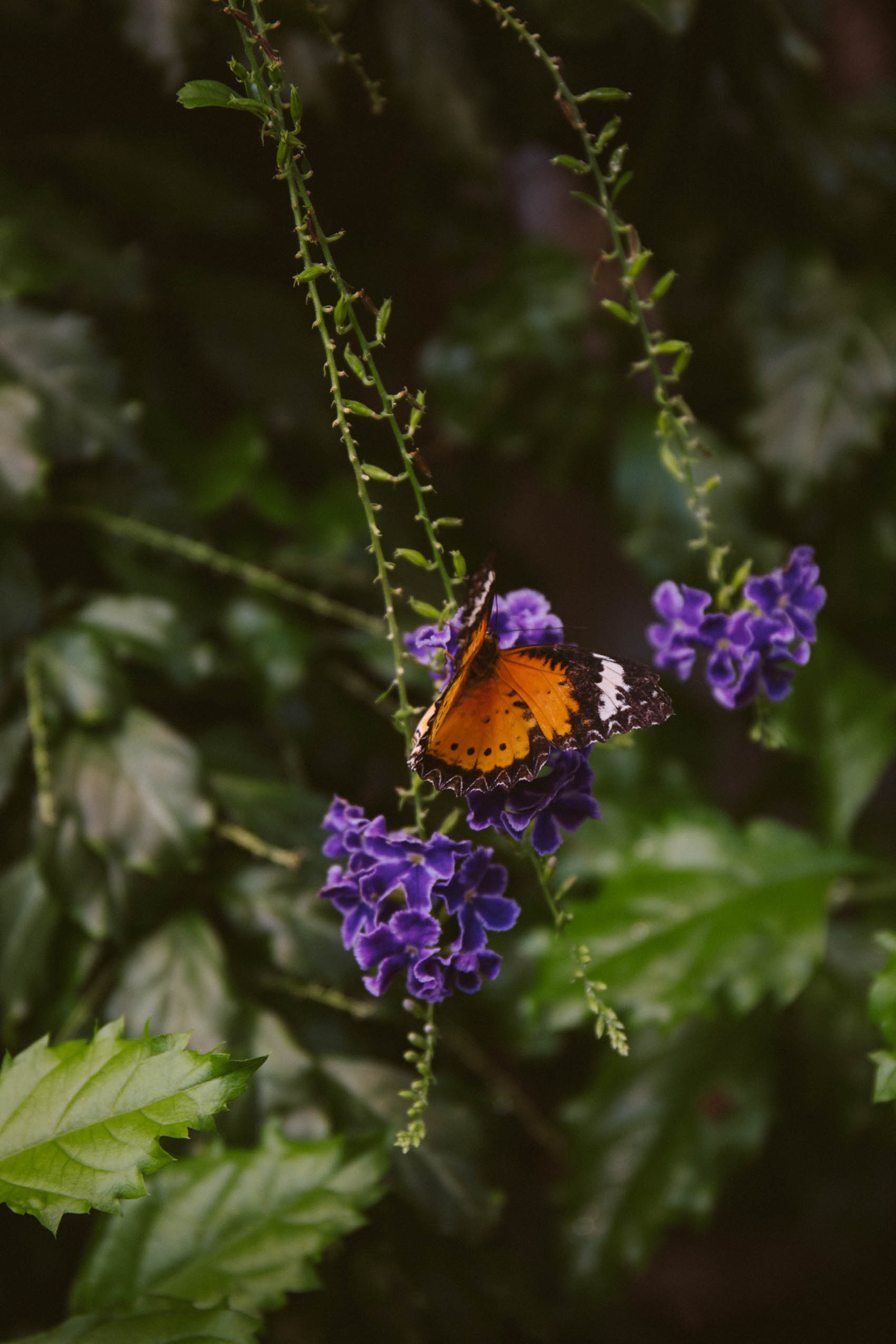 Exploring Hershey Gardens & Butterfly Atrium Allyn Lewis