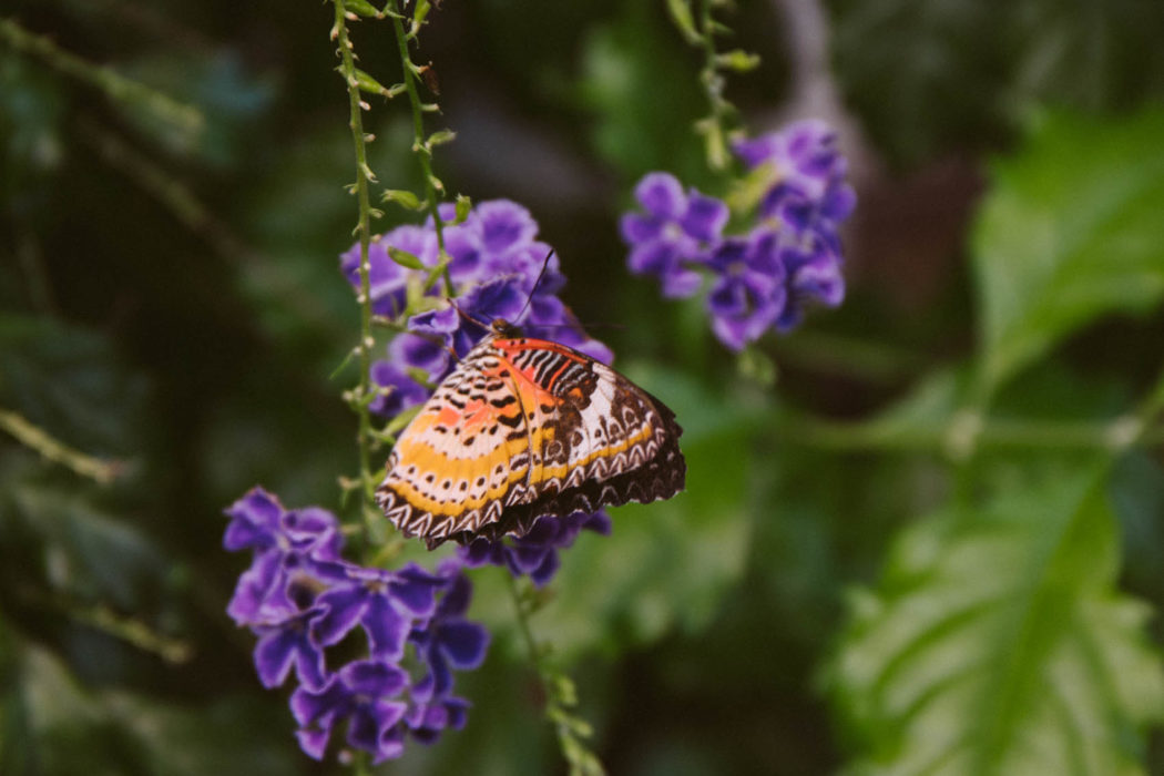 Exploring Hershey Gardens & Butterfly Atrium