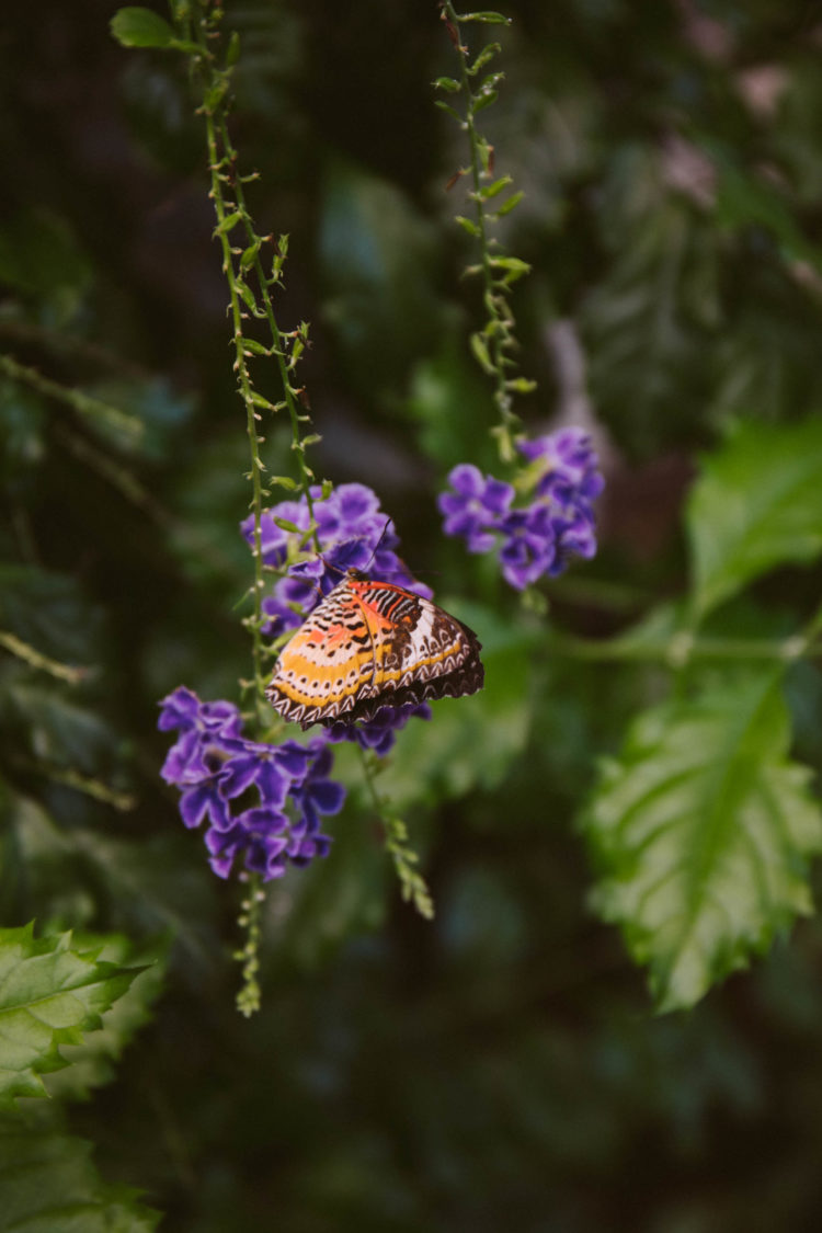 Exploring Pennsylvania: Be sure to stop at Hershey Gardens if you ever plan a visit to Hersheypark. The butterfly atrium is so cool!