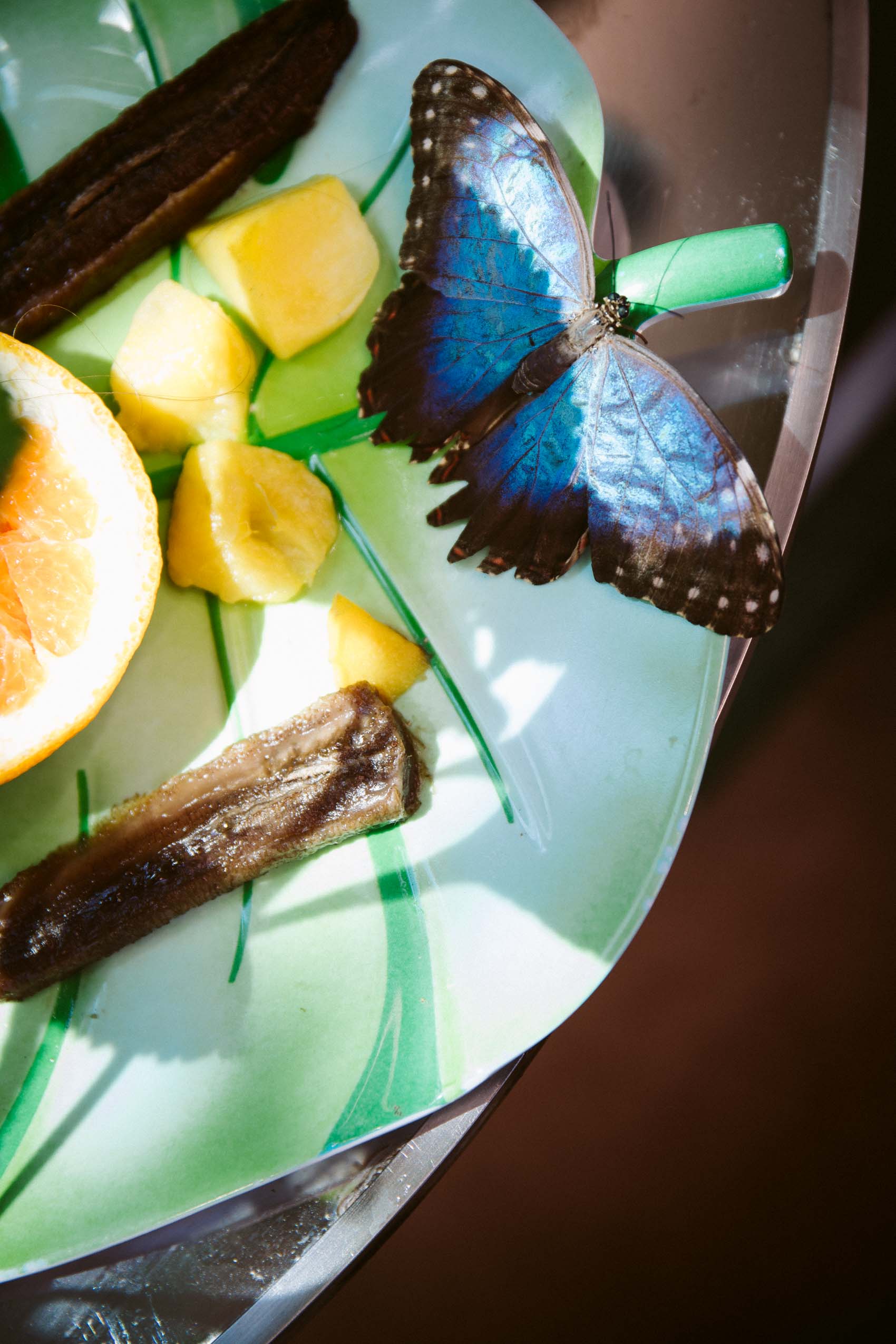 Blue butterfly eating fruit