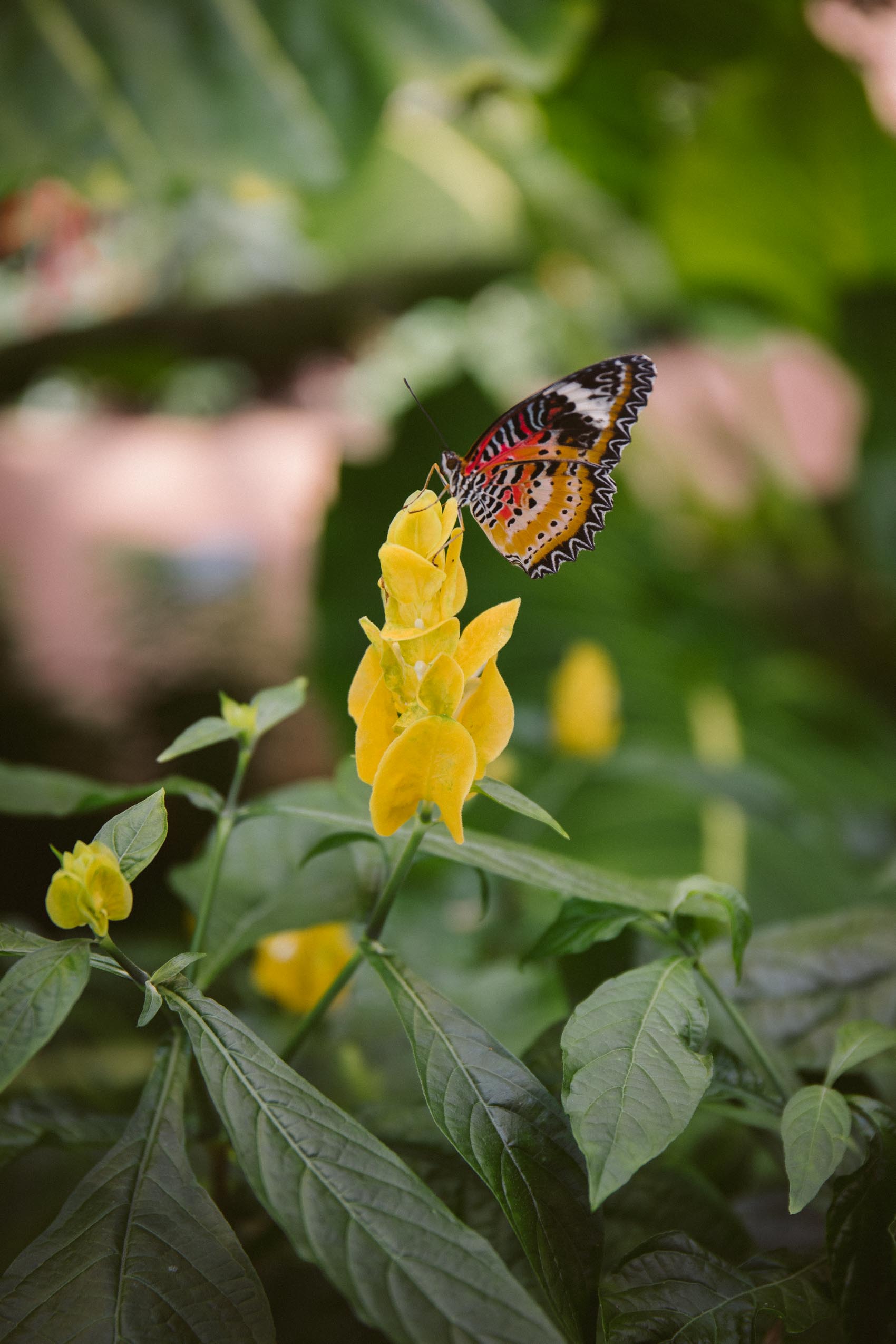 An orange and black butterfly on yellow flowers 