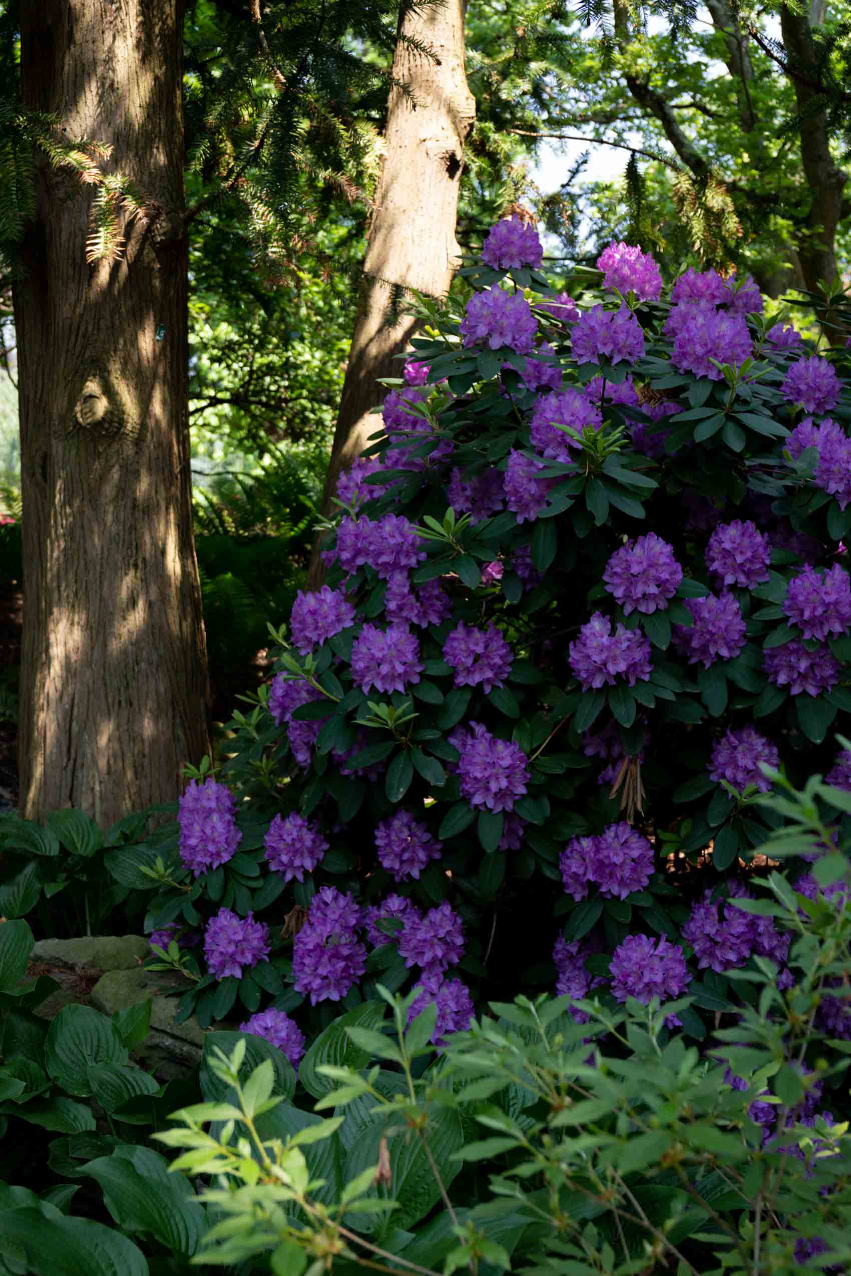 Purple flowers at Hershey Gardens