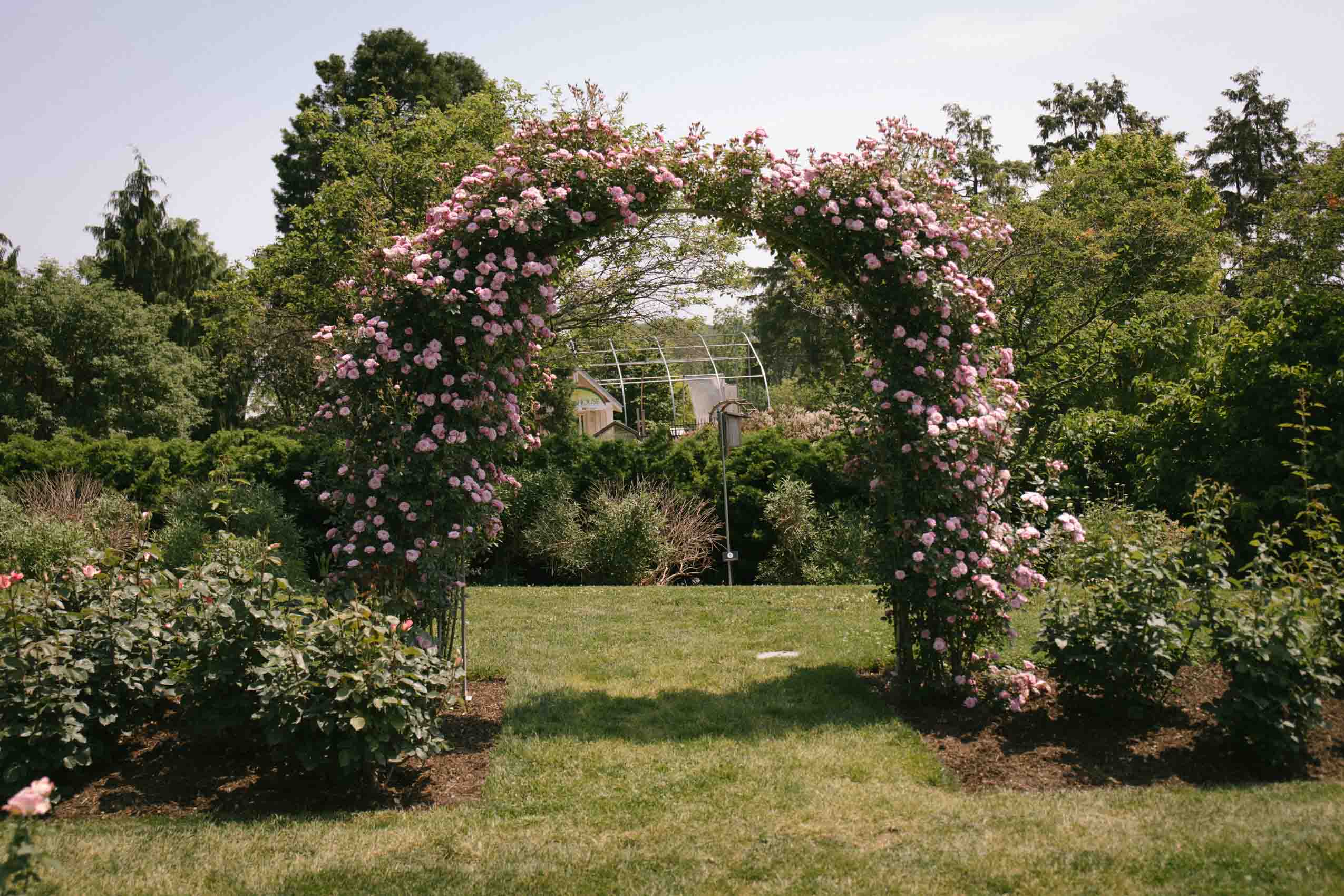 A pink rose arch at Hershey Gardens. 