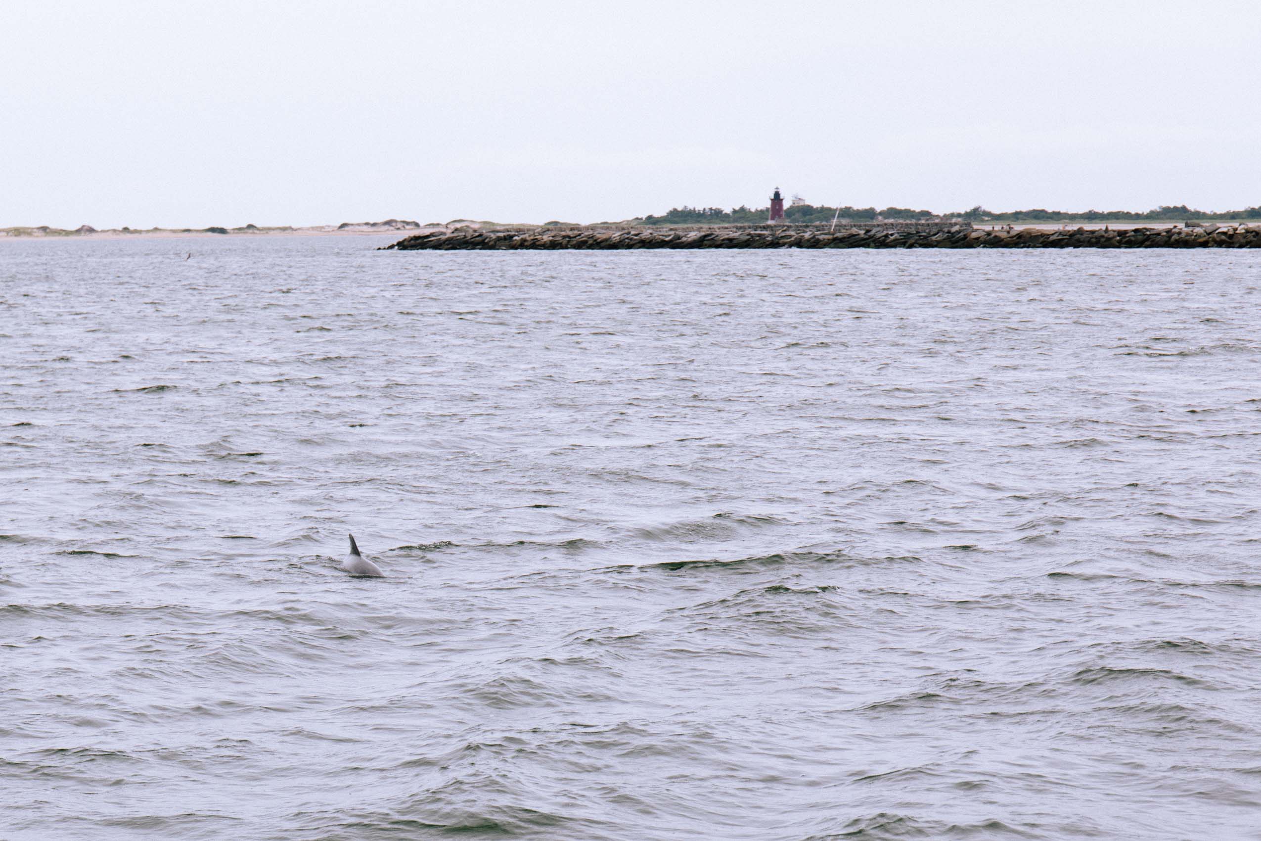 Fisherman's Wharf Dolphin Watching Tour Boat Cruise